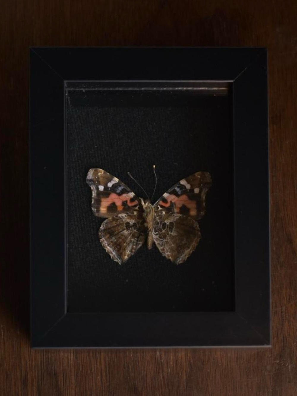 Framed butterfly specimen